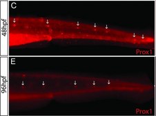 Anti-Prox 1 Antibody serum, Chemicon®