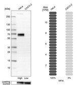 Anti-NFIA antibody produced in rabbit Prestige Antibodies® Powered by Atlas Antibodies, affinity isolated antibody, buffered aqueous glycerol solution