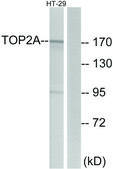 Anti-TOP2A antibody produced in rabbit affinity isolated antibody