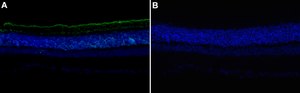 Anti-Rhodopsin Antibody, clone 4D2 ZooMAb® Mouse Monoclonal recombinant, expressed in HEK 293 cells
