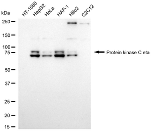 Anti Protein Kinase C Eta Antibody, clone 24GB1480, Rabbit Monoclonal clone 24GB1480, recombinant rabbit monoclonal, expressed in HEK293 cells