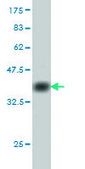 Monoclonal Anti-CDC25C antibody produced in mouse clone 3B11, purified immunoglobulin, buffered aqueous solution