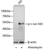 Anti-Phospho-c-Jun-S63 antibody produced in rabbit