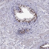 Anti-NKX3-1 Prestige Antibodies® Powered by Atlas Antibodies, affinity isolated antibody