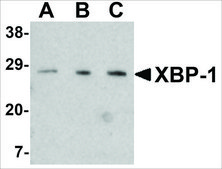 Anti-XBP-1 antibody produced in rabbit affinity isolated antibody, buffered aqueous solution