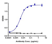 Anti-VEGFC Reference Antibody