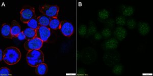 Anti-NFATc1 Antibody, clone 1O16 ZooMAb® Rabbit Monoclonal recombinant, expressed in HEK 293 cells
