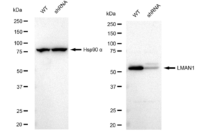 KD-Validated Anti LMAN1 Antibody, clone 23GB2835, Rabbit Monoclonal clone 23GB2835, recombinant rabbit monoclonal, expressed in HEK293 cells
