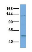 Anti-SCN8A affinity isolated antibody