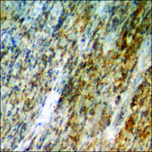 Anti-phospho-p38 MAPK (pTyr322) antibody produced in rabbit affinity isolated antibody