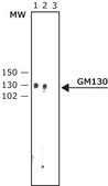 抗 GM130（C-末端） 兔抗 affinity isolated antibody, buffered aqueous solution