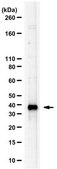 Anti-MTNR1B from rabbit, purified by affinity chromatography