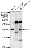 Anti-PIM2 Antibody, clone 3V1S5, Rabbit Monoclonal