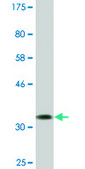 Monoclonal Anti-GAL antibody produced in mouse clone 3C1-G5, ascites fluid