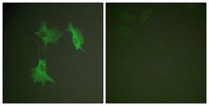 Anti-Tubulin α antibody produced in rabbit affinity isolated antibody