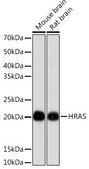 Anti-HRAS antibody produced in rabbit