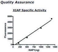 XIAP Active human recombinant, expressed in baculovirus infected insect cells, ≥65% (SDS-PAGE)