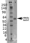 Monoclonal Anti-Vglut2 antibody produced in mouse clone S29-29, purified immunoglobulin