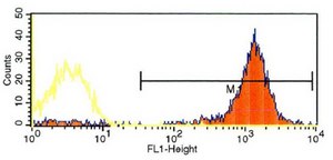 Monoclonal Anti-HLA Class I Antigen antibody produced in mouse clone W6/32, purified immunoglobulin, buffered aqueous solution