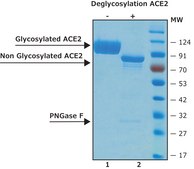 血管紧张素转化酶-2, ACE2 Human recombinant, ≥1000000 U/mg, expressed in HEK 293 cells