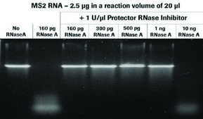 Protector RNase Inhibitor