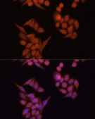 Anti-Occludin antibody produced in rabbit