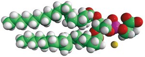 18:0-18:1 PS 1-stearoyl-2-oleoyl-sn-glycero-3-phospho-L-serine (sodium salt), chloroform