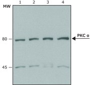 Anti-Protein Kinase Cα antibody produced in rabbit whole antiserum