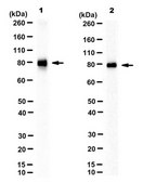 Anti-Calpain I/II, large subunit Antibody, clone 1D10A7 ascites fluid, clone 1D10A7, from mouse