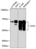 Anti-CD14 antibody produced in rabbit