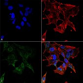 Monoclonal Anti-Vdac1 antibody produced in mouse clone S152B-23, purified immunoglobulin