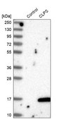 Anti-CLPS antibody produced in rabbit Prestige Antibodies® Powered by Atlas Antibodies, affinity isolated antibody, buffered aqueous glycerol solution