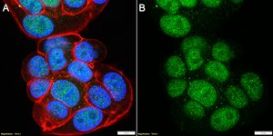 Anti-DYNLL1/PIN Antibody, clone 4B19 ZooMAb® Rabbit Monoclonal recombinant, expressed in HEK 293 cells