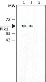 Monoclonal Anti-hPlk1 (Polo Like Kinase 1) antibody produced in mouse ~2 mg/mL, clone 35-206, purified immunoglobulin, buffered aqueous solution
