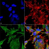 Monoclonal Anti-Vglut2 antibody produced in mouse clone S29-29, purified immunoglobulin