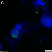 Anti-TNFα Antibody, clone 2E3 ZooMAb® Rabbit Monoclonal recombinant, expressed in HEK 293 cells