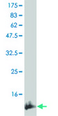 Monoclonal Anti-IL15, (C-terminal) antibody produced in mouse clone 2F6, purified immunoglobulin, buffered aqueous solution
