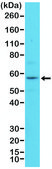 Anti-Cytokeratin 4 (CK-4) antibody, Rabbit monoclonal recombinant, expressed in HEK 293 cells, clone RM355, purified immunoglobulin