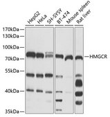 Anti-HMGCR antibody produced in rabbit
