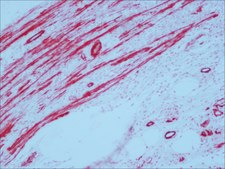 ExtrAvidin® –Alkaline Phosphatase buffered aqueous solution