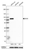 抗-SOX9 兔抗 Prestige Antibodies® Powered by Atlas Antibodies, affinity isolated antibody, buffered aqueous glycerol solution