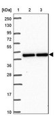 Anti-RIPK3 antibody produced in rabbit Prestige Antibodies® Powered by Atlas Antibodies, affinity isolated antibody, buffered aqueous glycerol solution