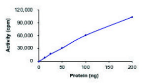 EGFR (T790M C797S L858R), Active PRECISIO ®Kinase, recombinant