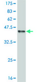 Monoclonal Anti-TCF7L2, (C-terminal) antibody produced in mouse clone 3A4, purified immunoglobulin, buffered aqueous solution