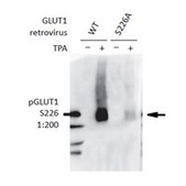 抗磷酸GLUT-1抗体（Ser226） from rabbit, purified by affinity chromatography